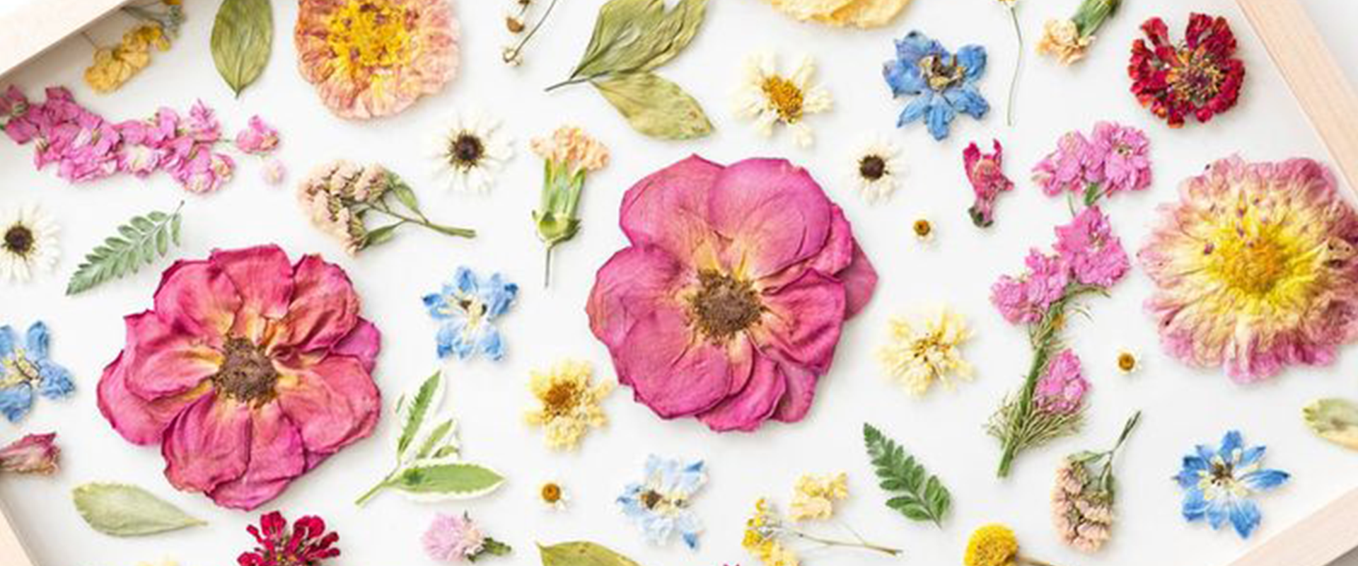 Pressed Floral Frames & Artistic Wall Décor