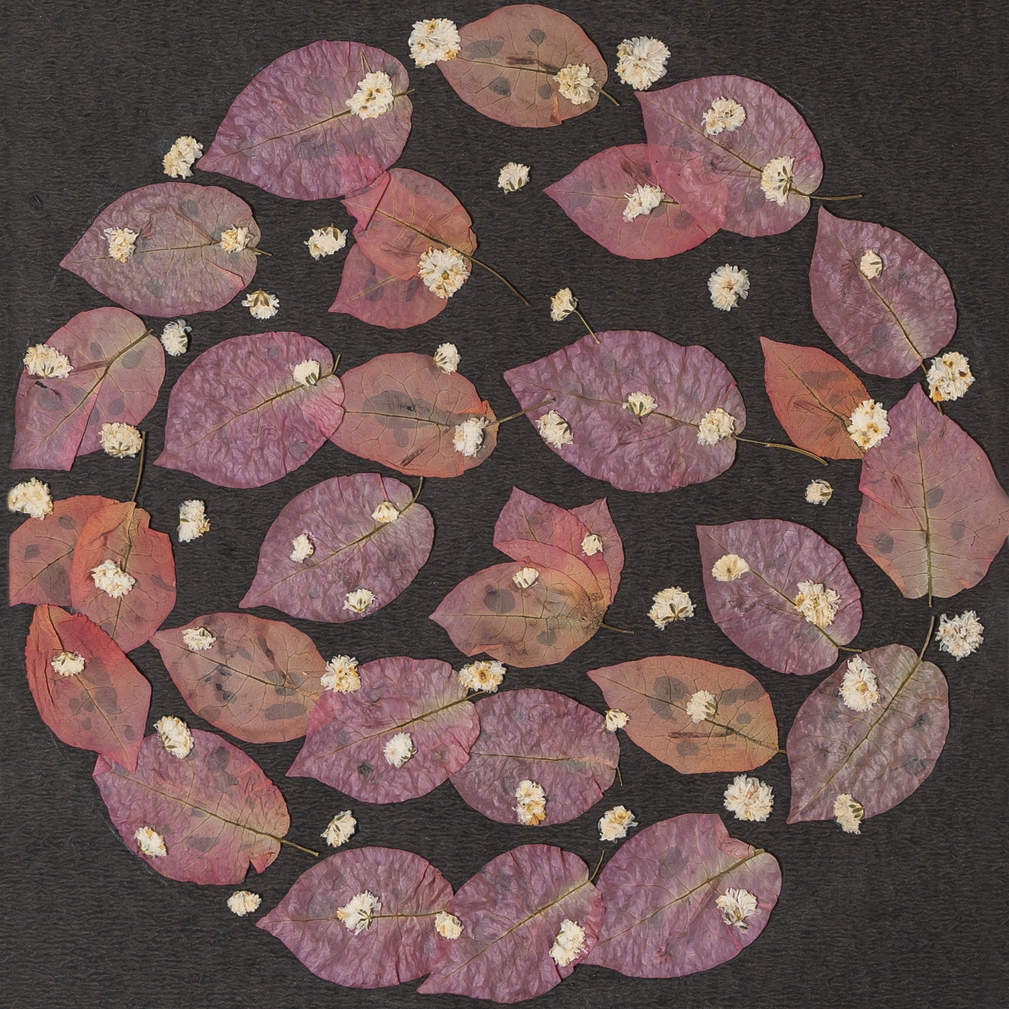 Bougainvillea Pressed Flower Frame – Handmade Botanical Wall Art for Gifting & Décor