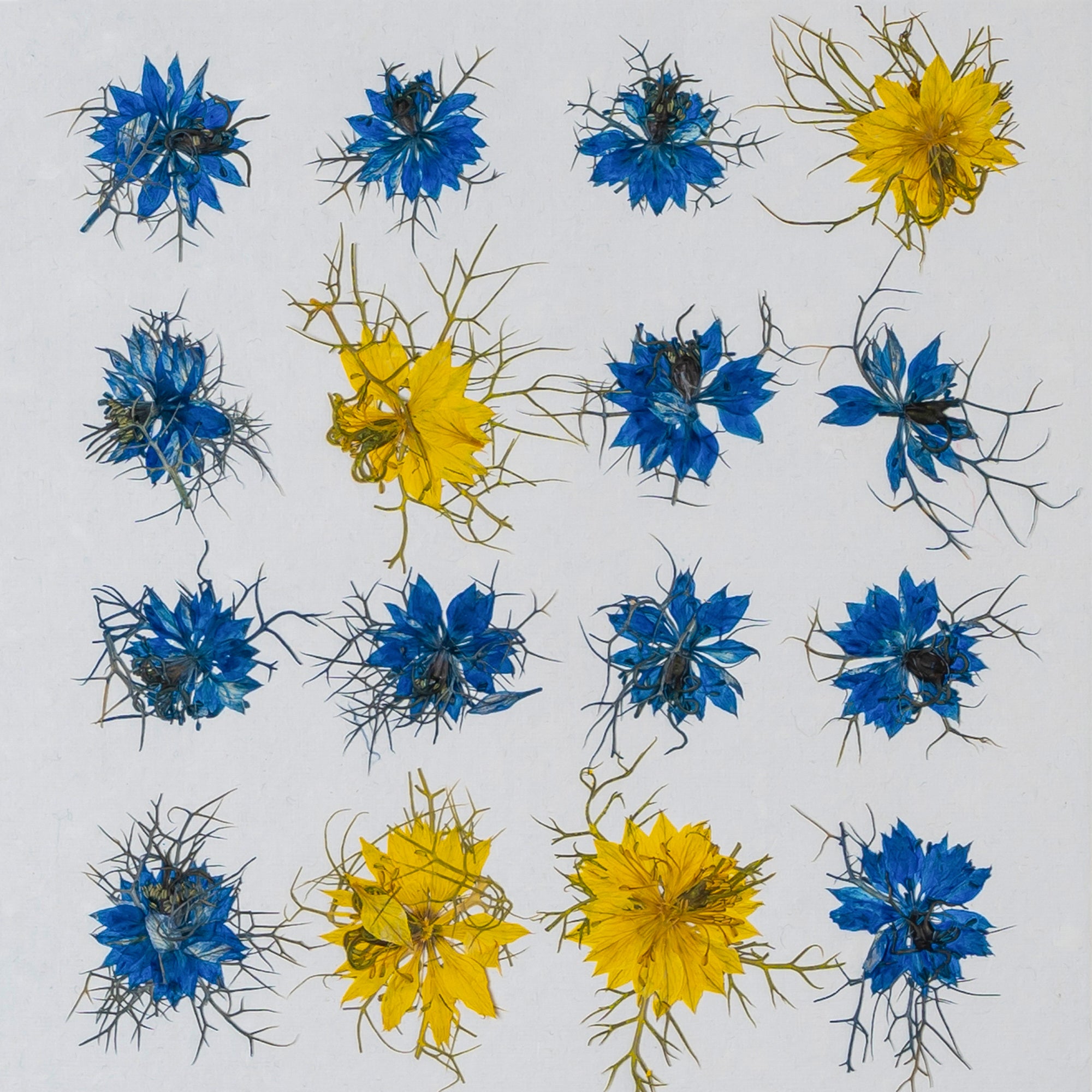 Nigella Pressed Flower Frame – Unique Botanical Wall Art for Home & Gifts