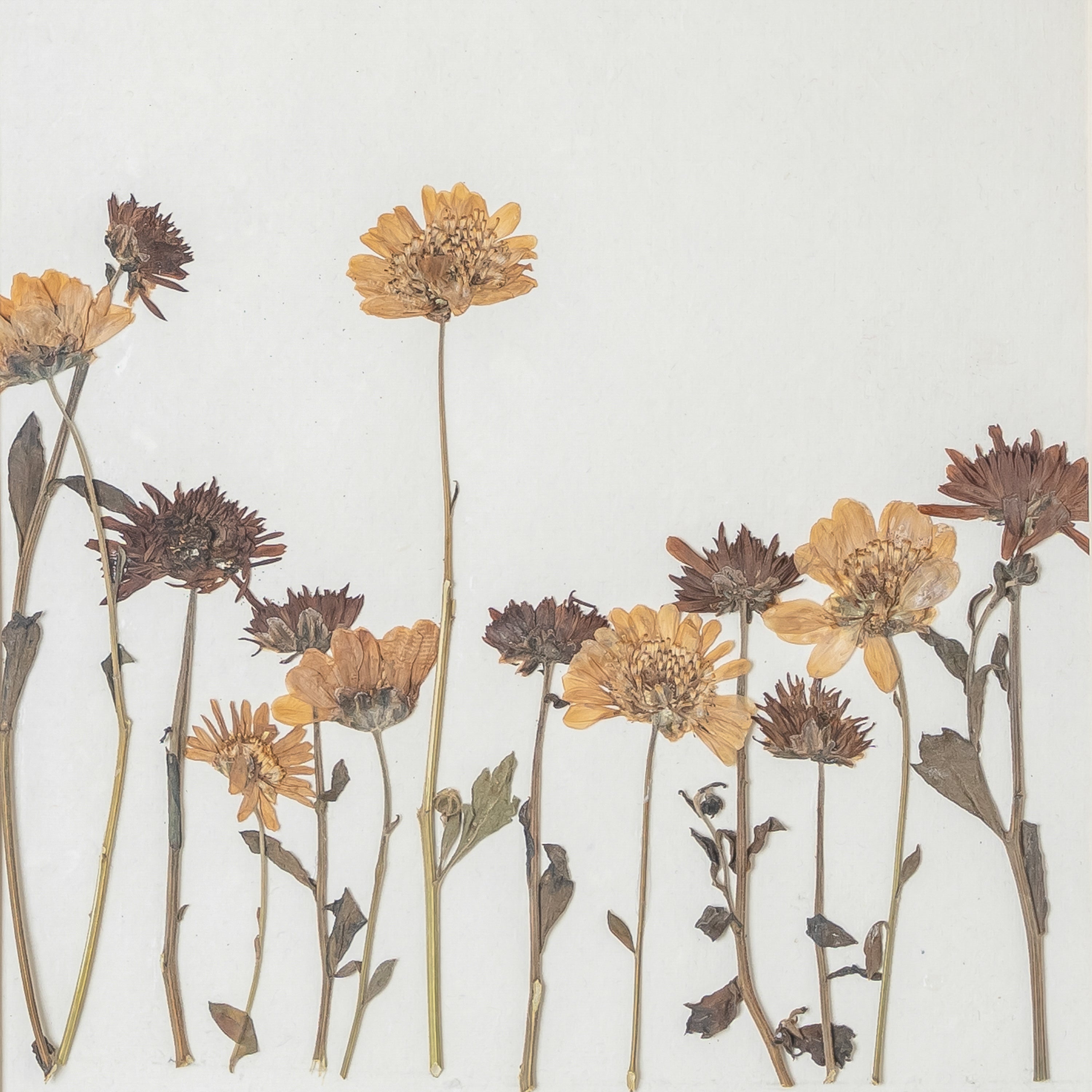 Daisy Pressed Flower Wall Art – Handmade Botanical Décor for Living Room & Gifting